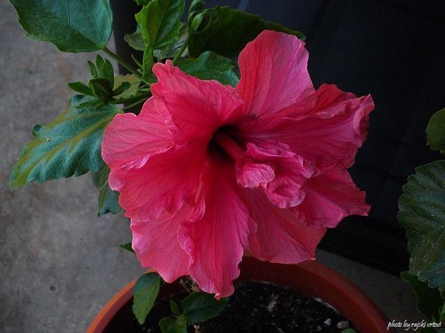 hibiskus
